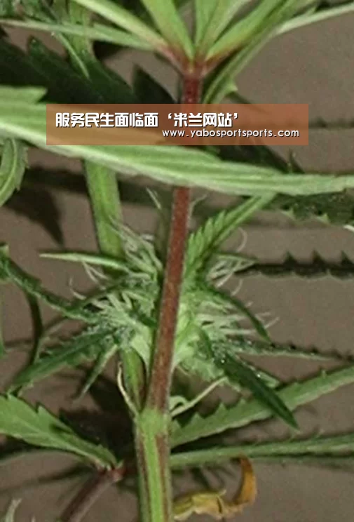 服务民生面临面‘米兰网站’(图3) 米兰聚合
